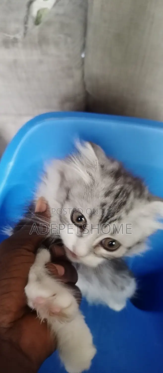 3-6 months Female Purebred Scottish Fold