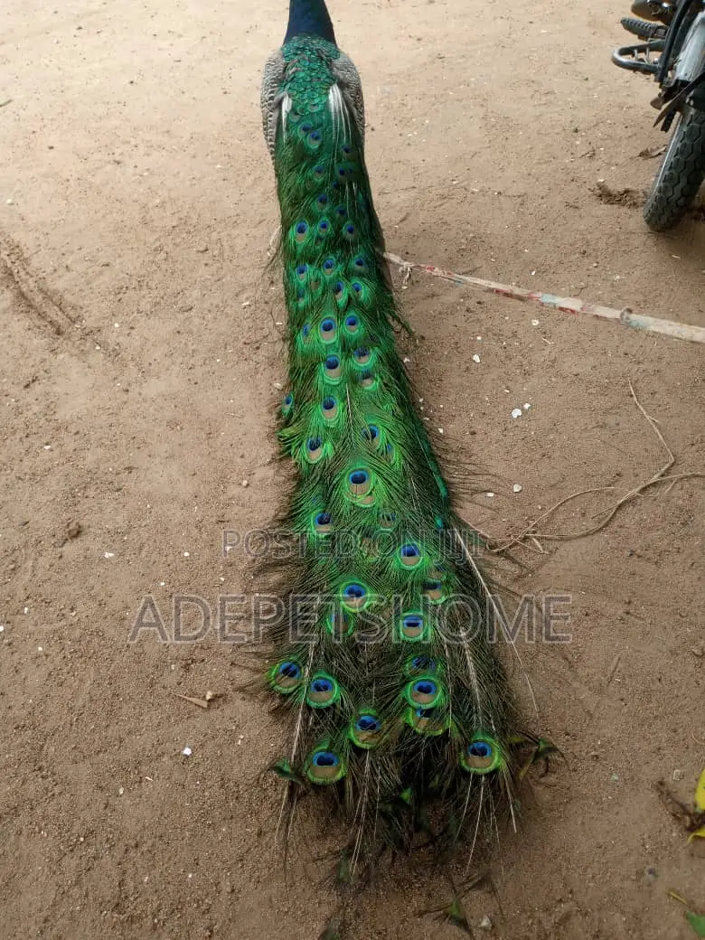 Beautiful Male and Female Peacocks