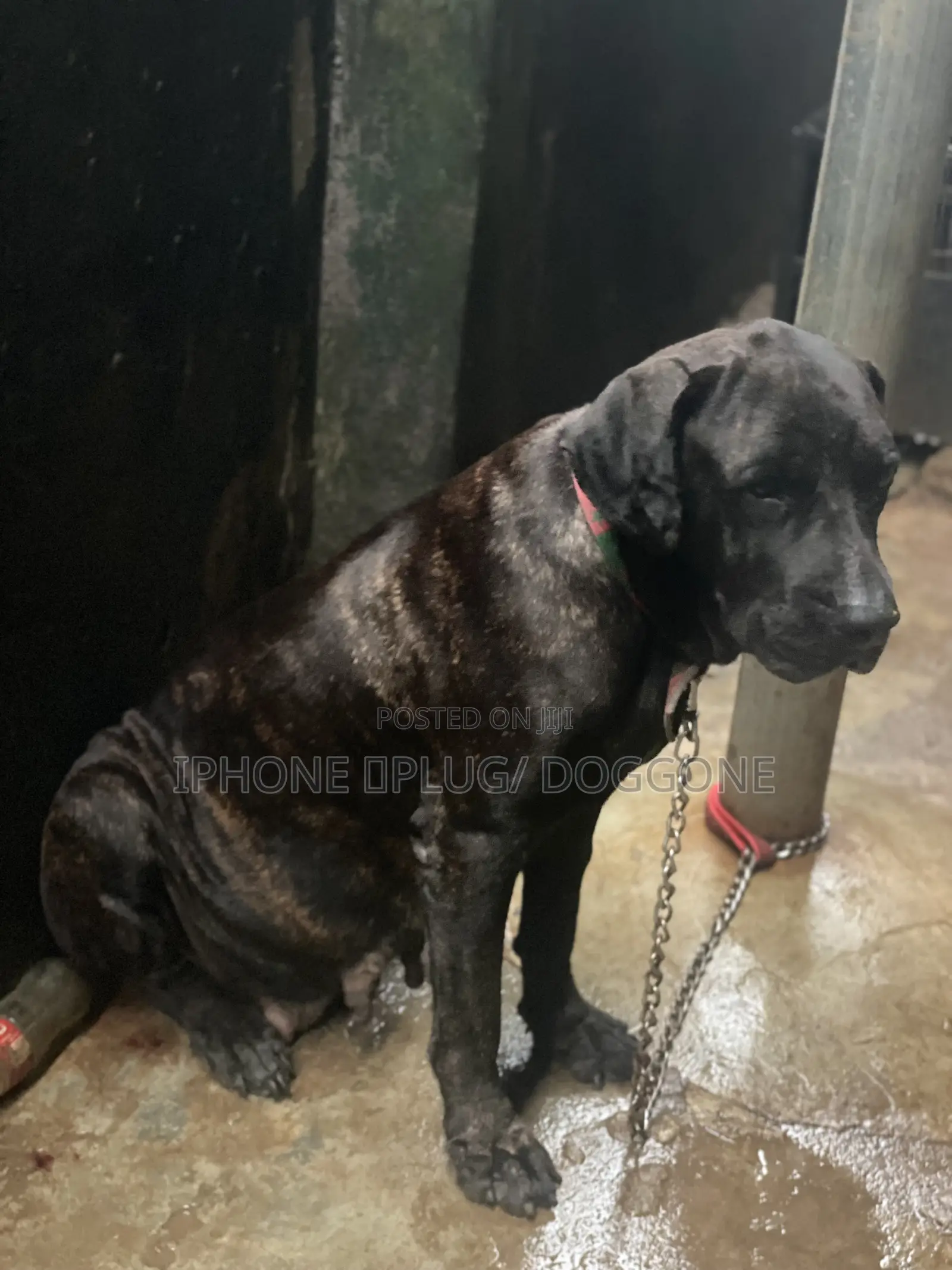 1+ year Female Purebred Boerboel