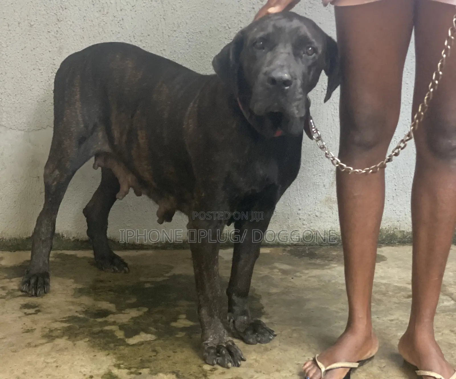 1+ year Female Purebred Boerboel