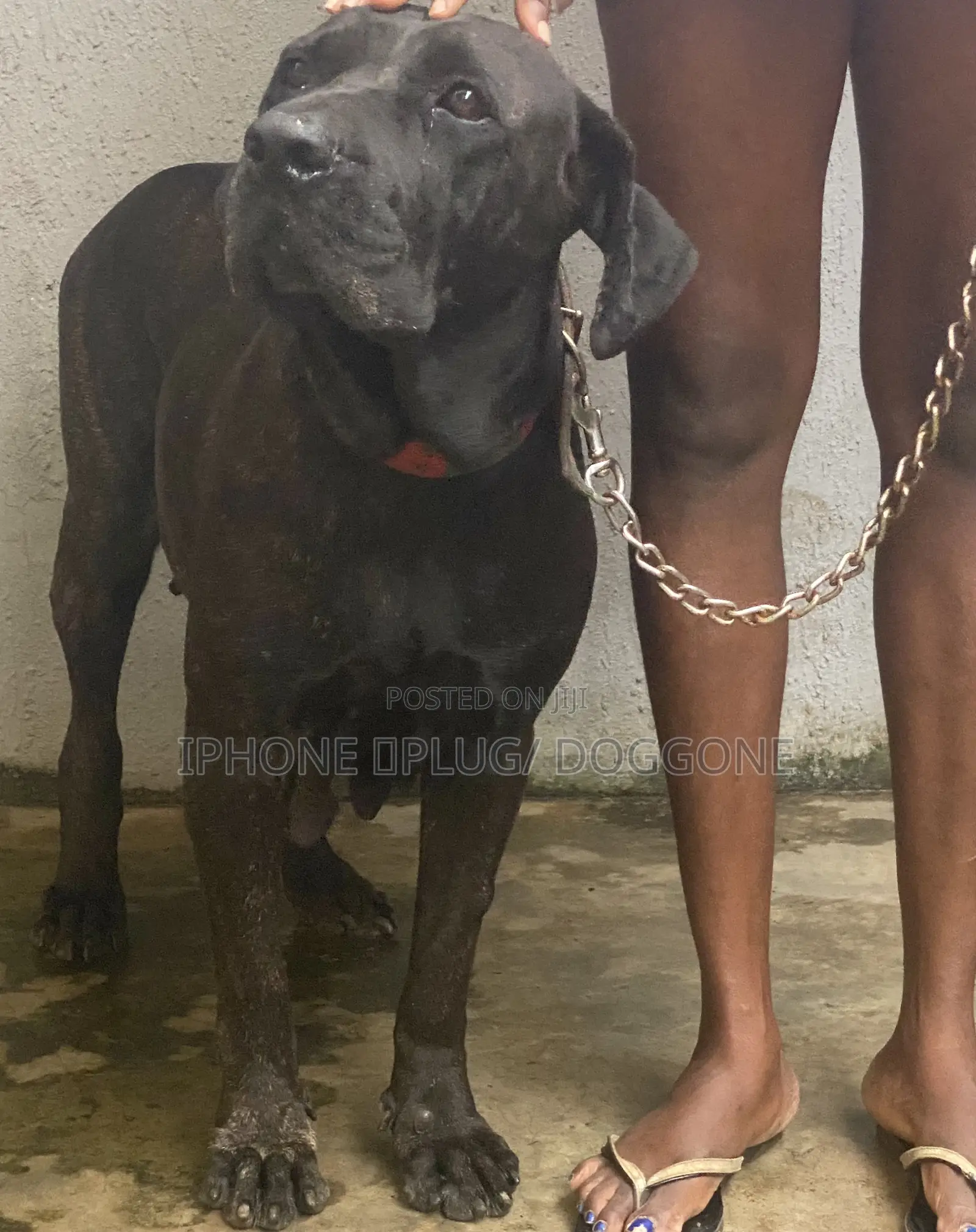 1+ year Female Purebred Boerboel