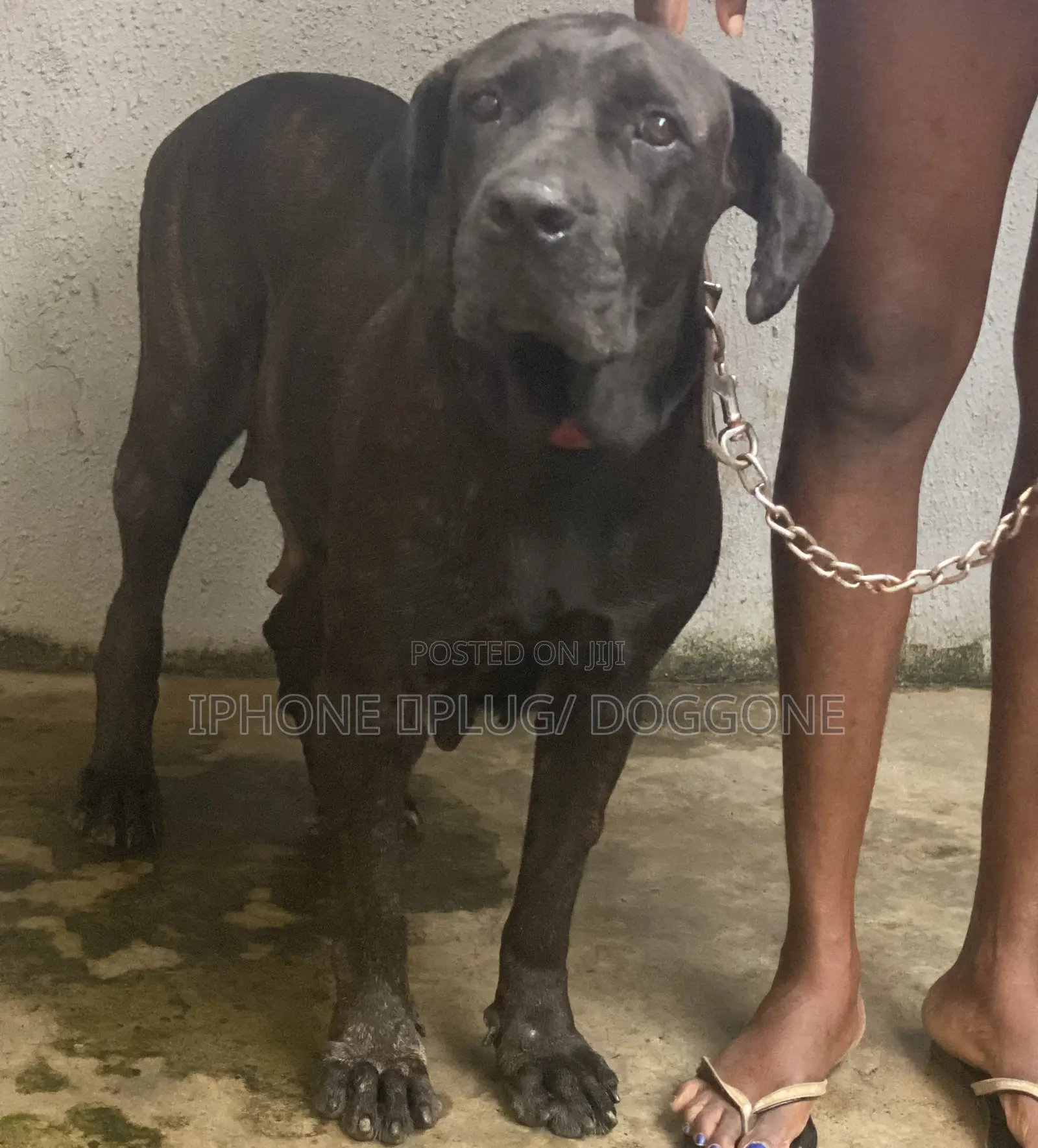 1+ year Female Purebred Boerboel