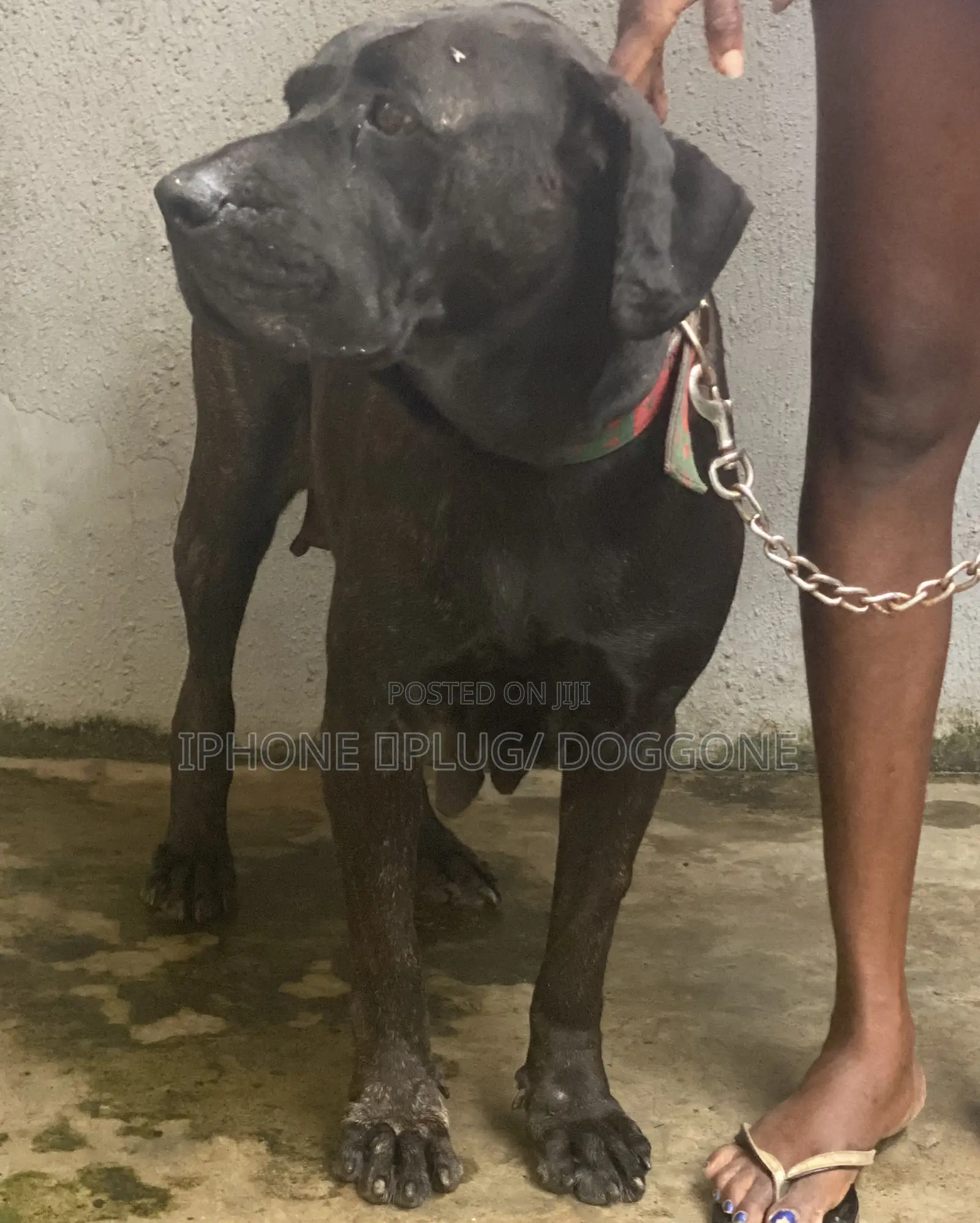 1+ year Female Purebred Boerboel