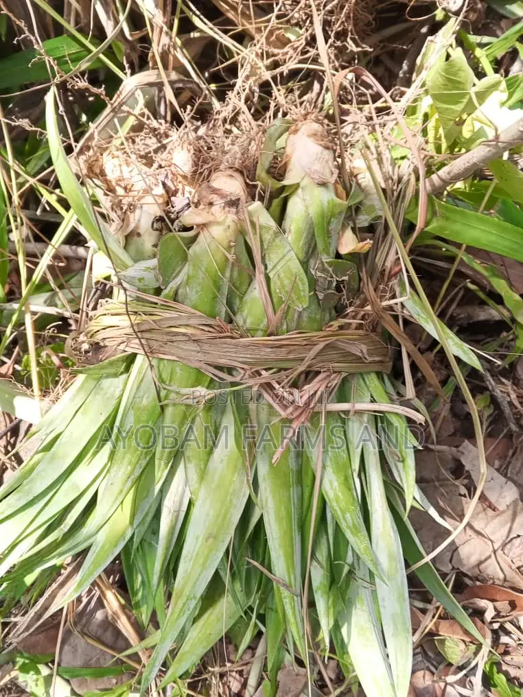 Hybrid Pineapple Suckers