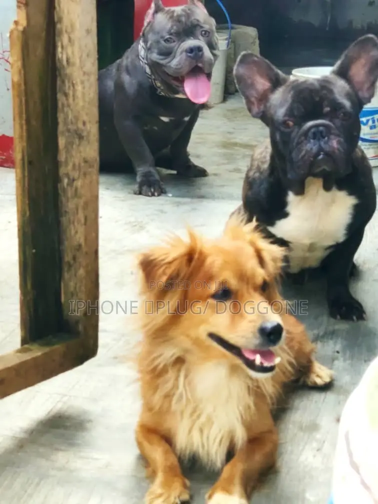 1+ year Female Purebred French Bulldog
