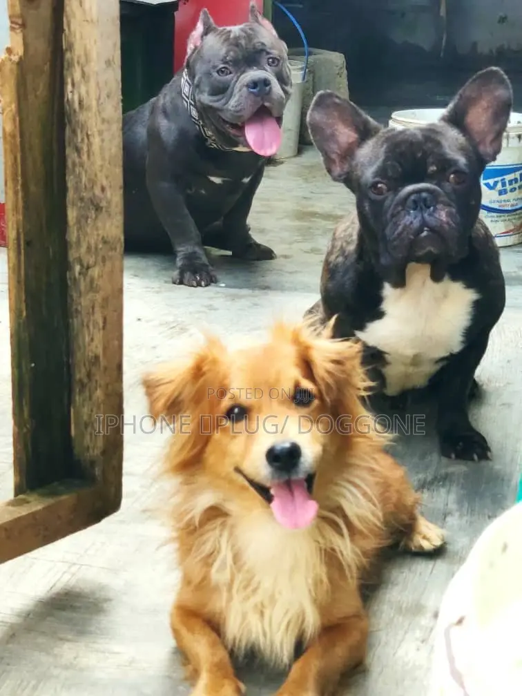 1+ year Female Purebred French Bulldog
