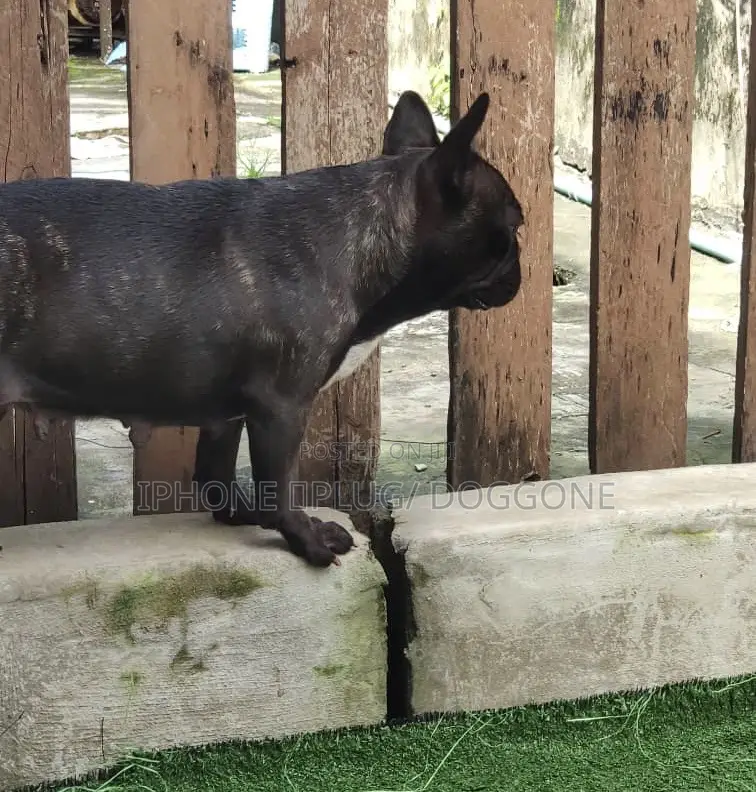 1+ year Female Purebred French Bulldog