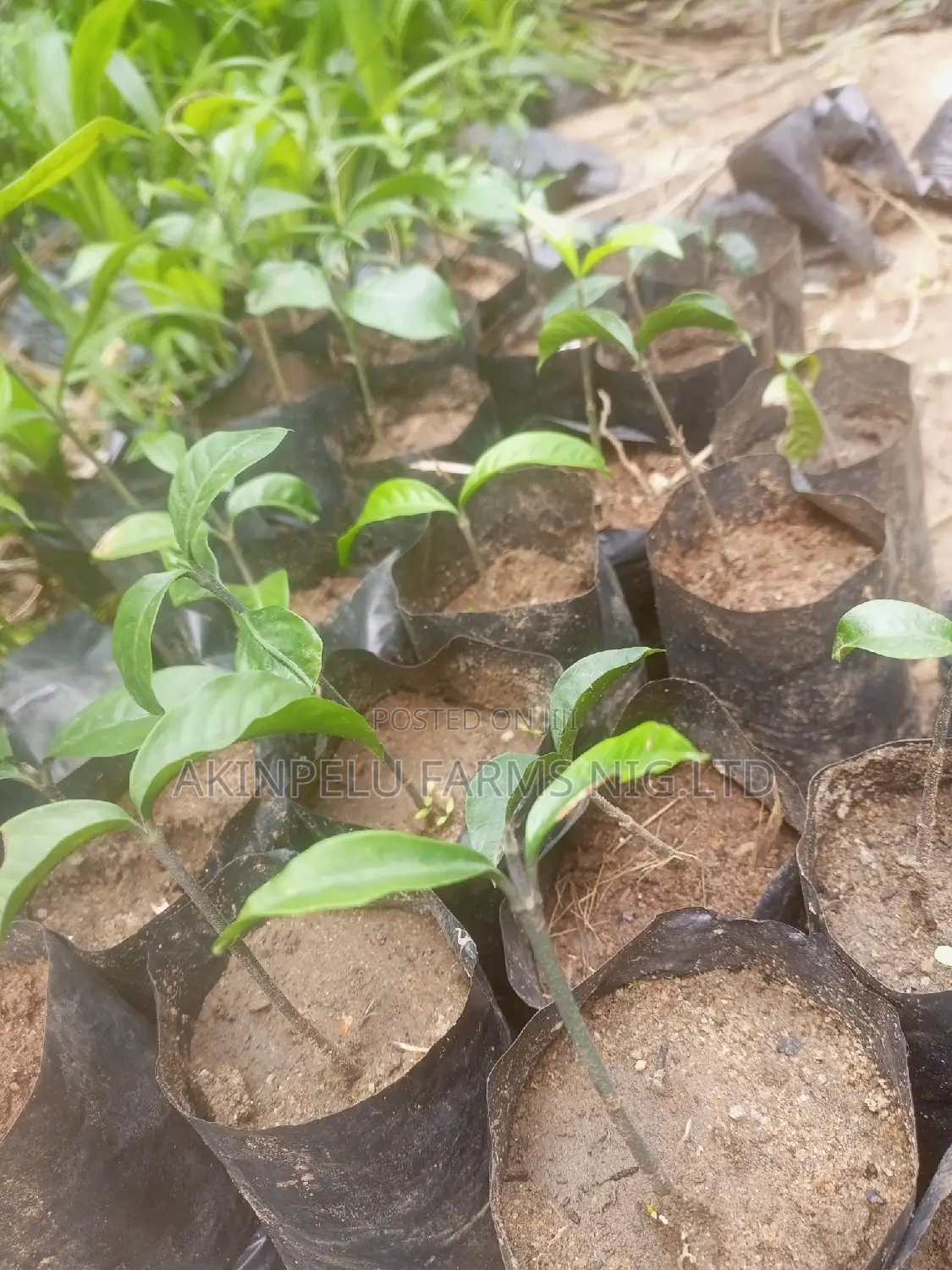 Organic BITTER Kola Seedlings