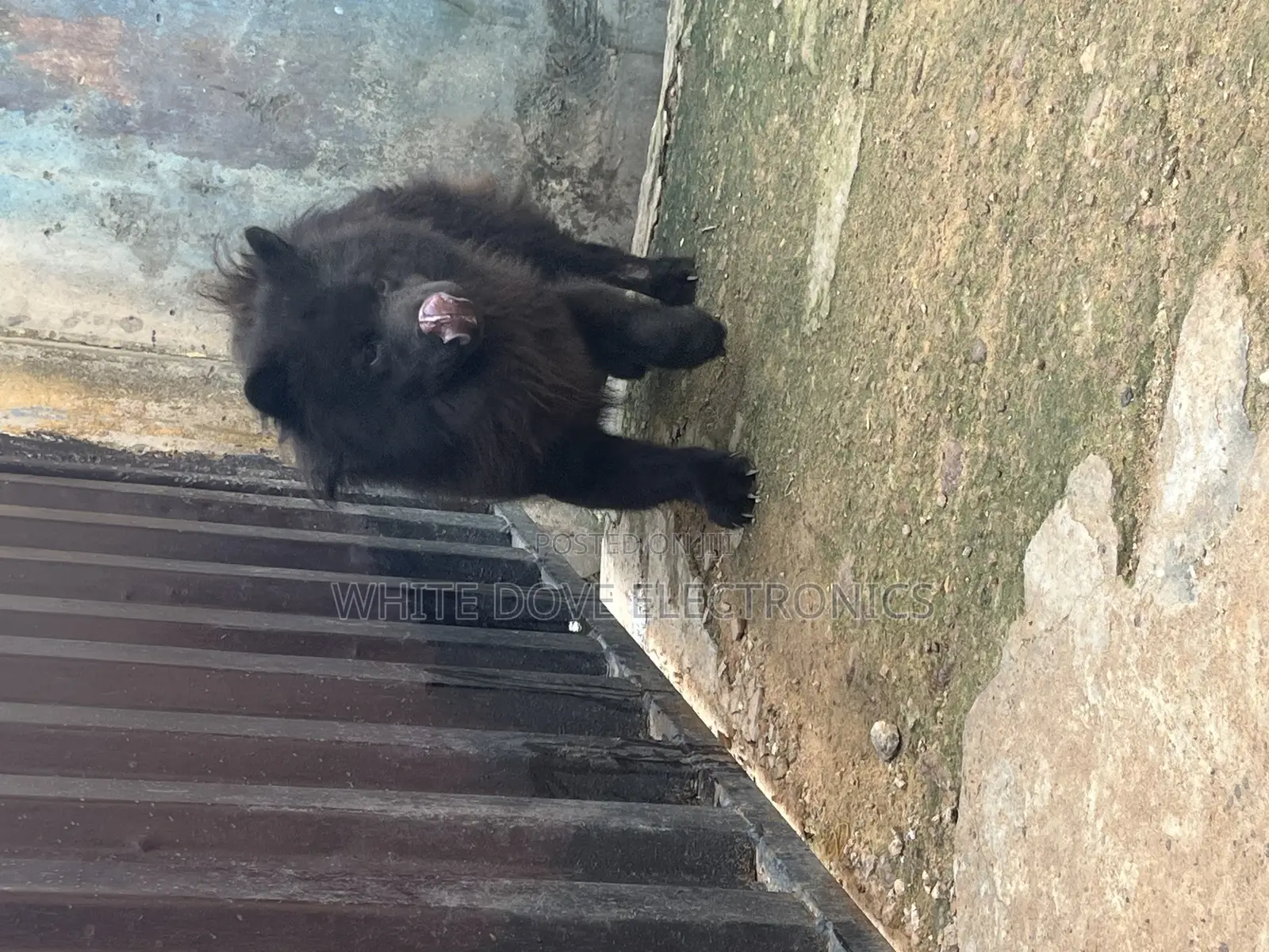 1+ year Male Purebred Chow Chow