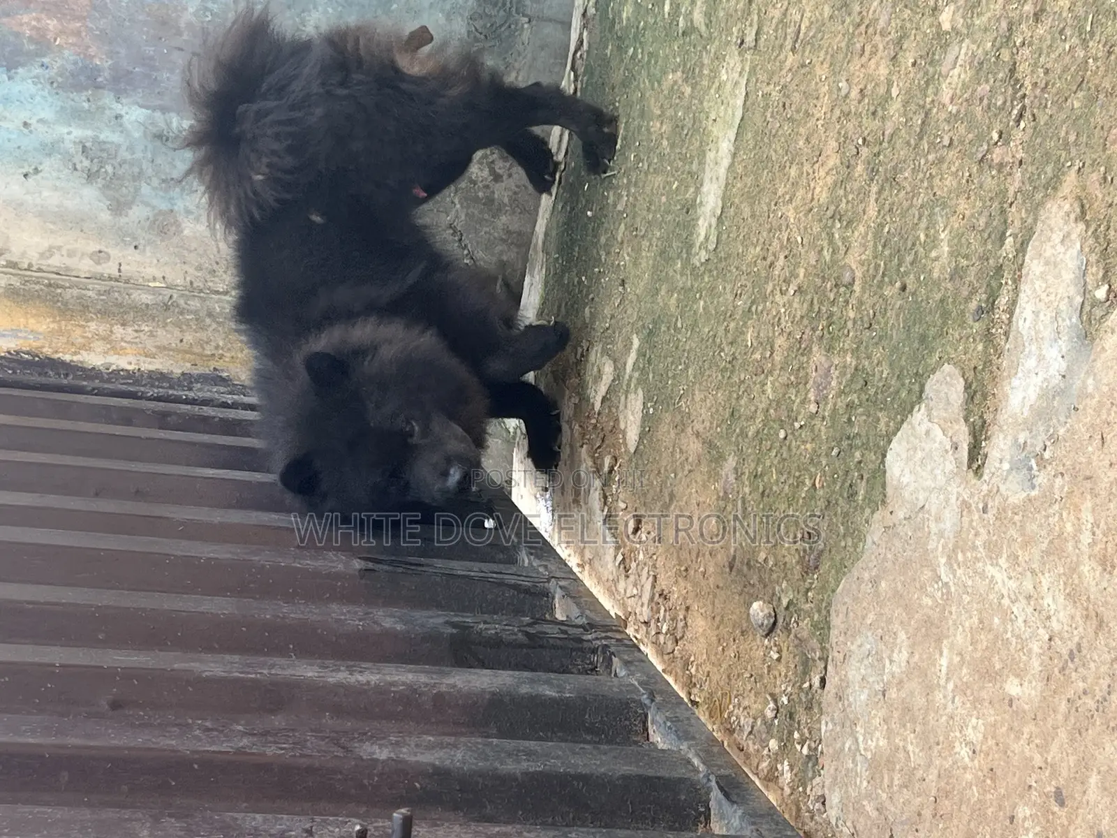 1+ year Male Purebred Chow Chow