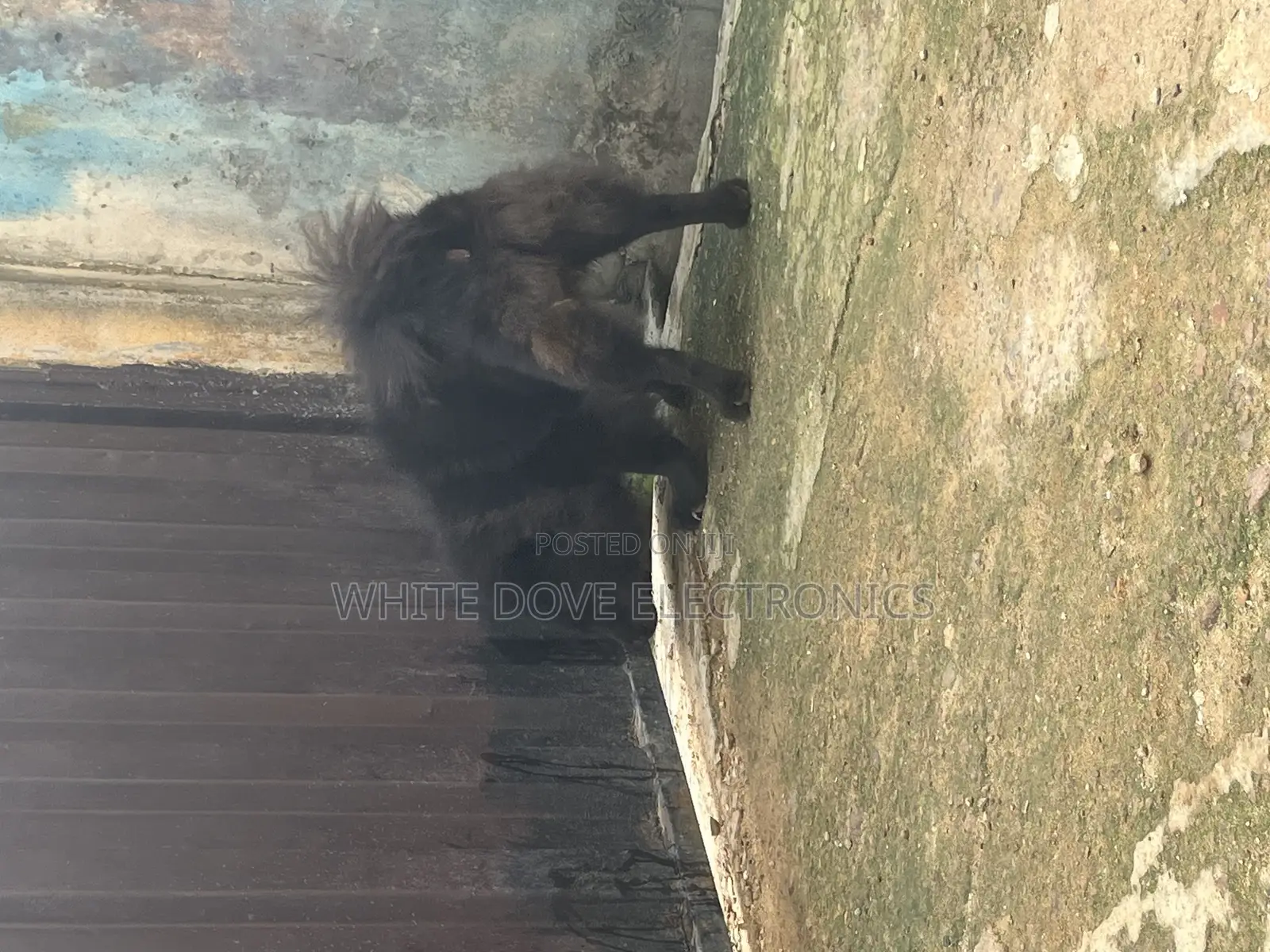 1+ year Male Purebred Chow Chow