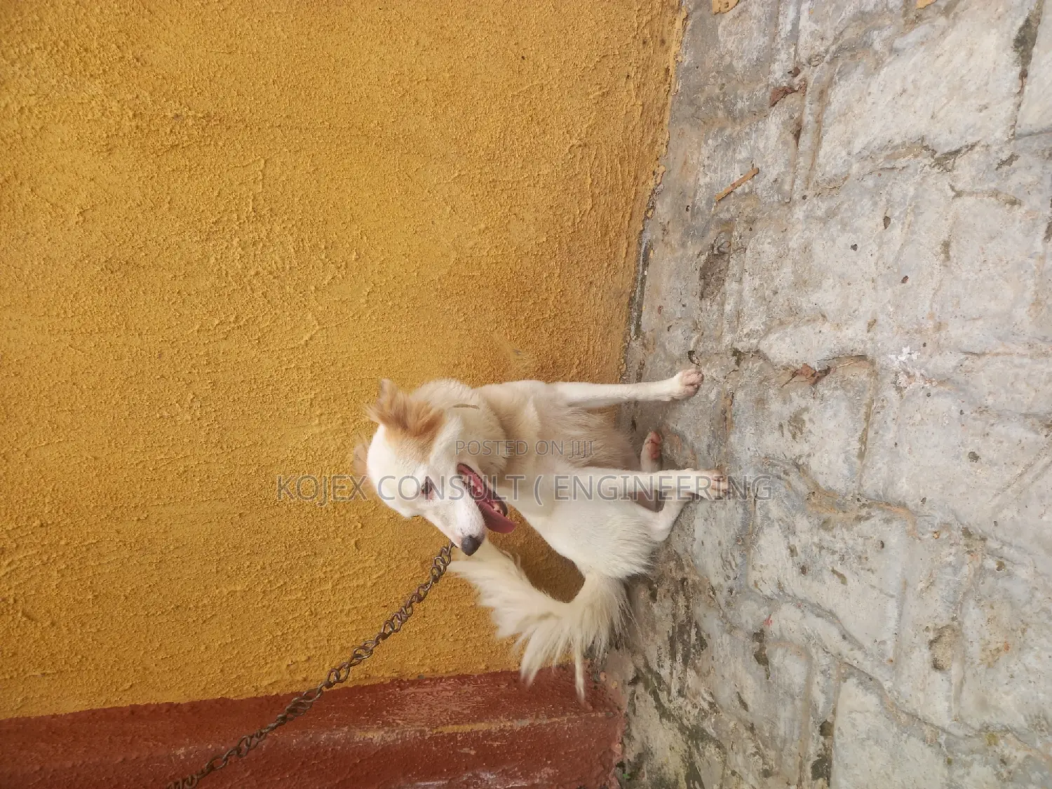 1+ year Female Purebred American Eskimo