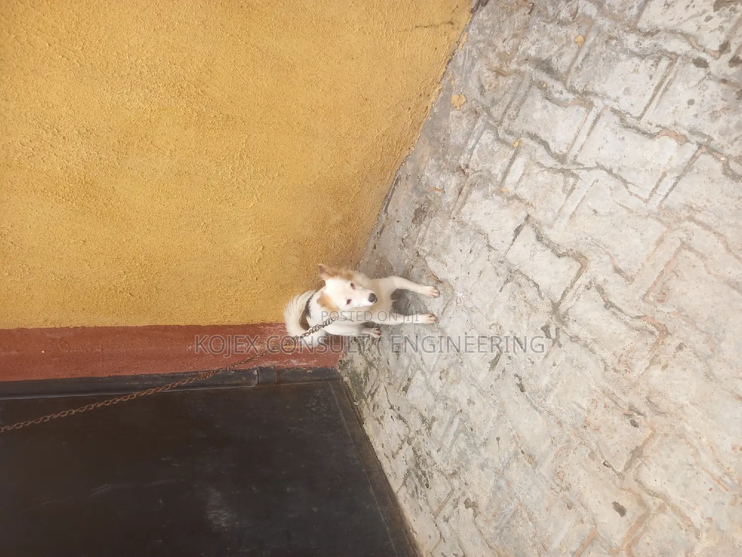1+ year Female Purebred American Eskimo