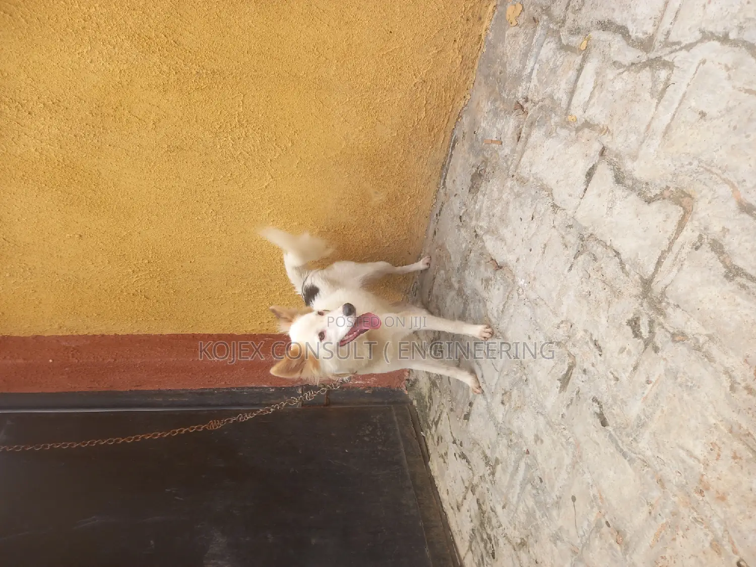 1+ year Female Purebred American Eskimo