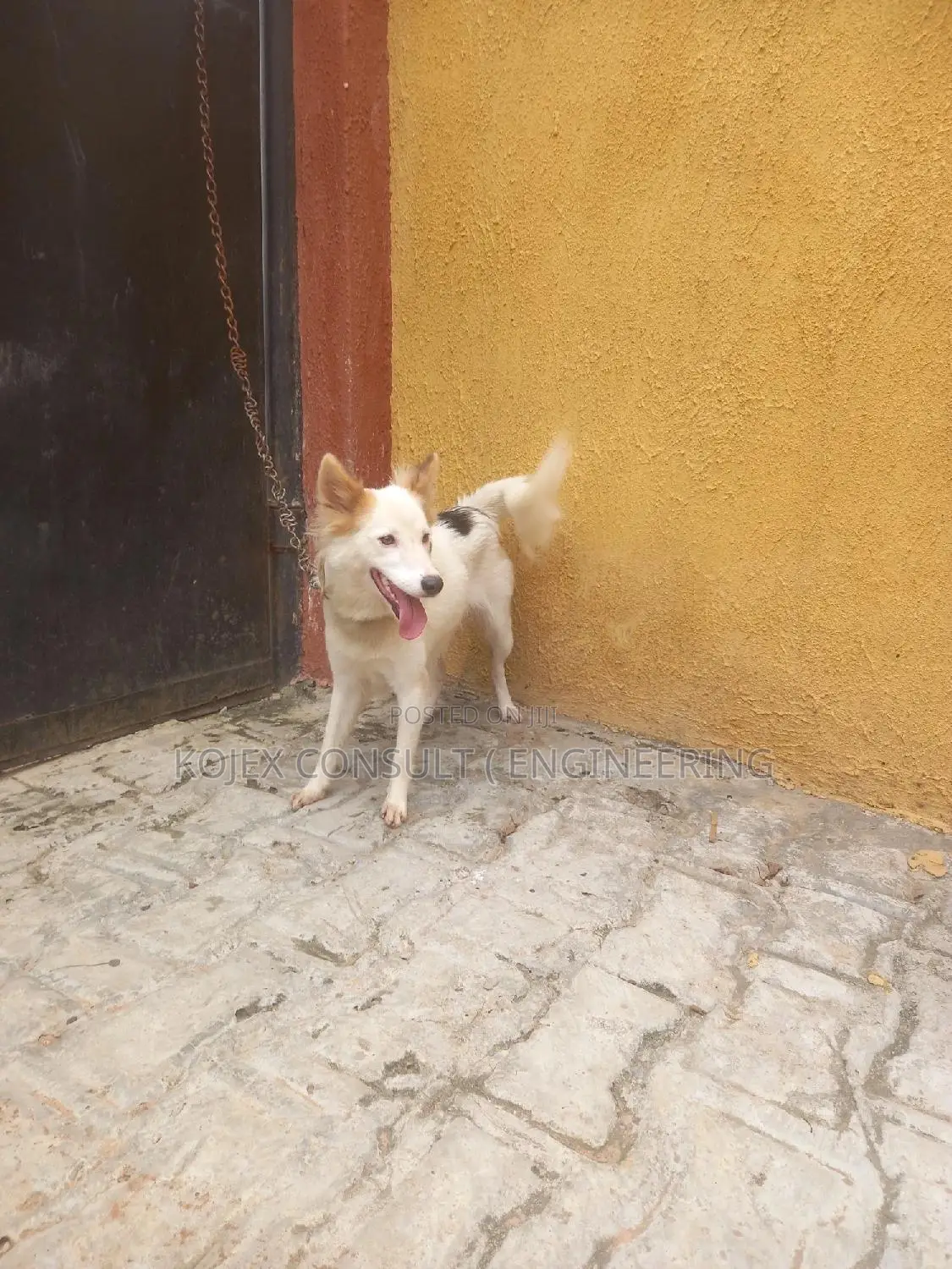 1+ year Female Purebred American Eskimo
