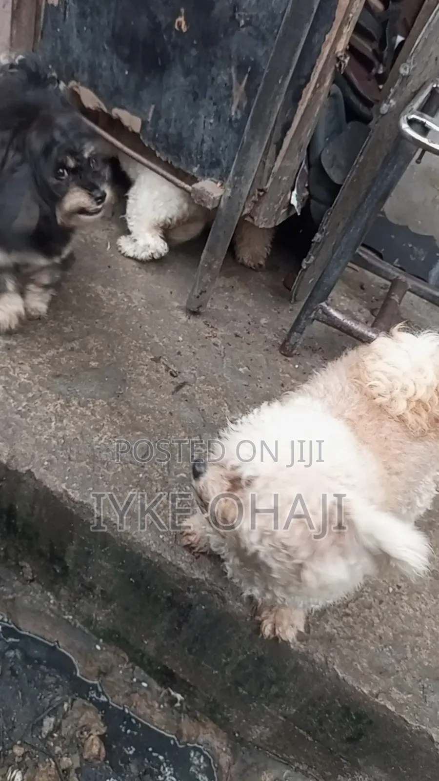 1-3 months Female Purebred Lhasa Apso