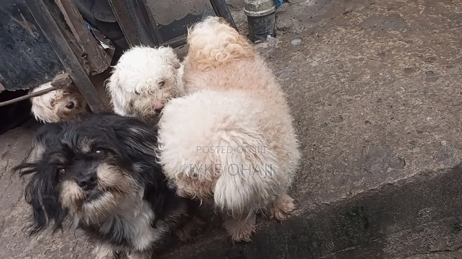 1-3 months Female Purebred Lhasa Apso
