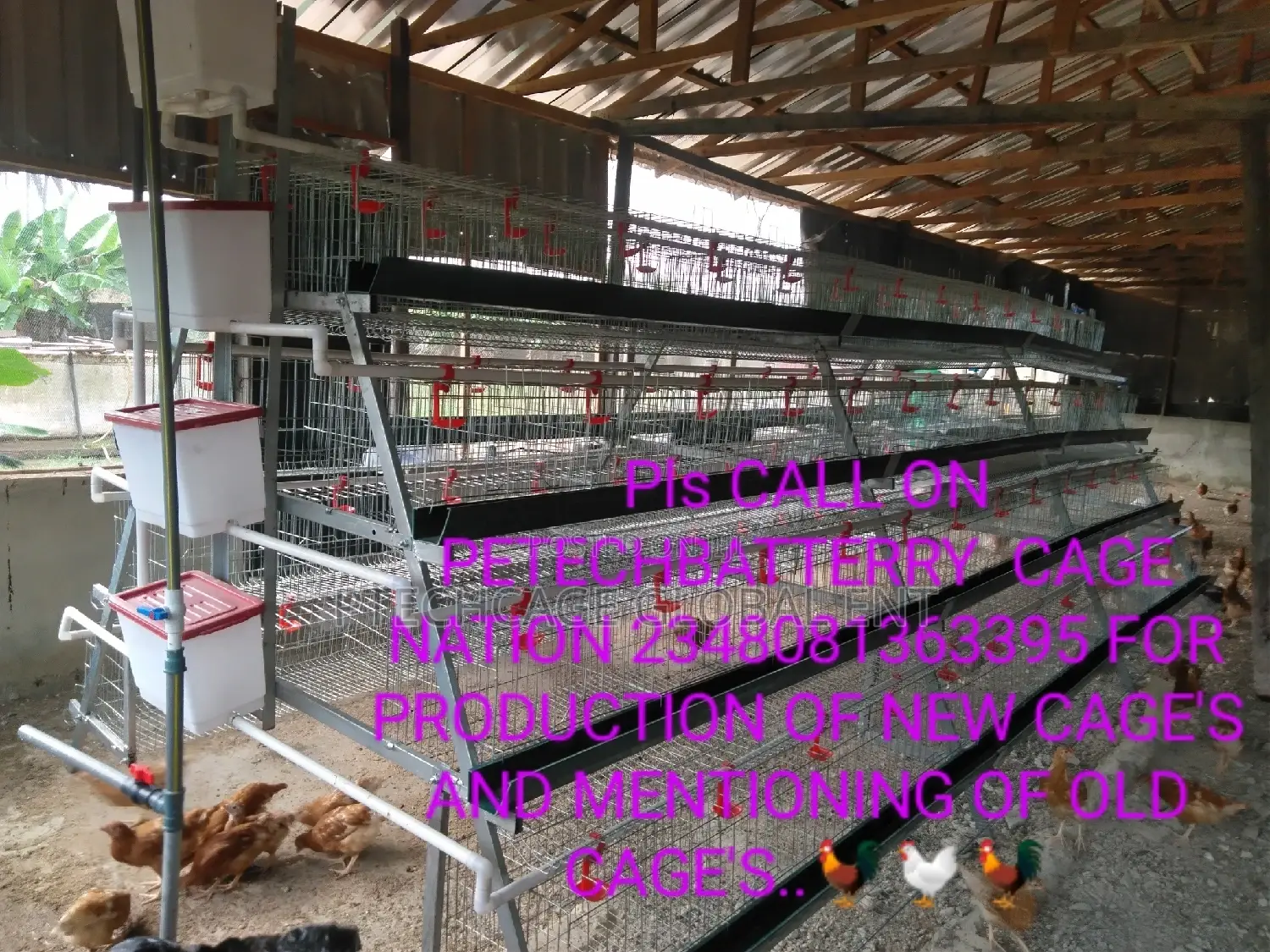 Foreign Poultry Battery Cages