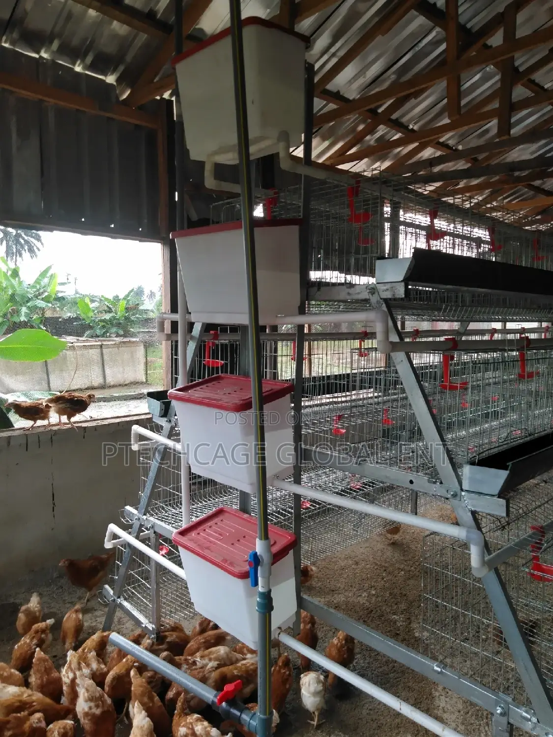 Foreign Poultry Battery Cages