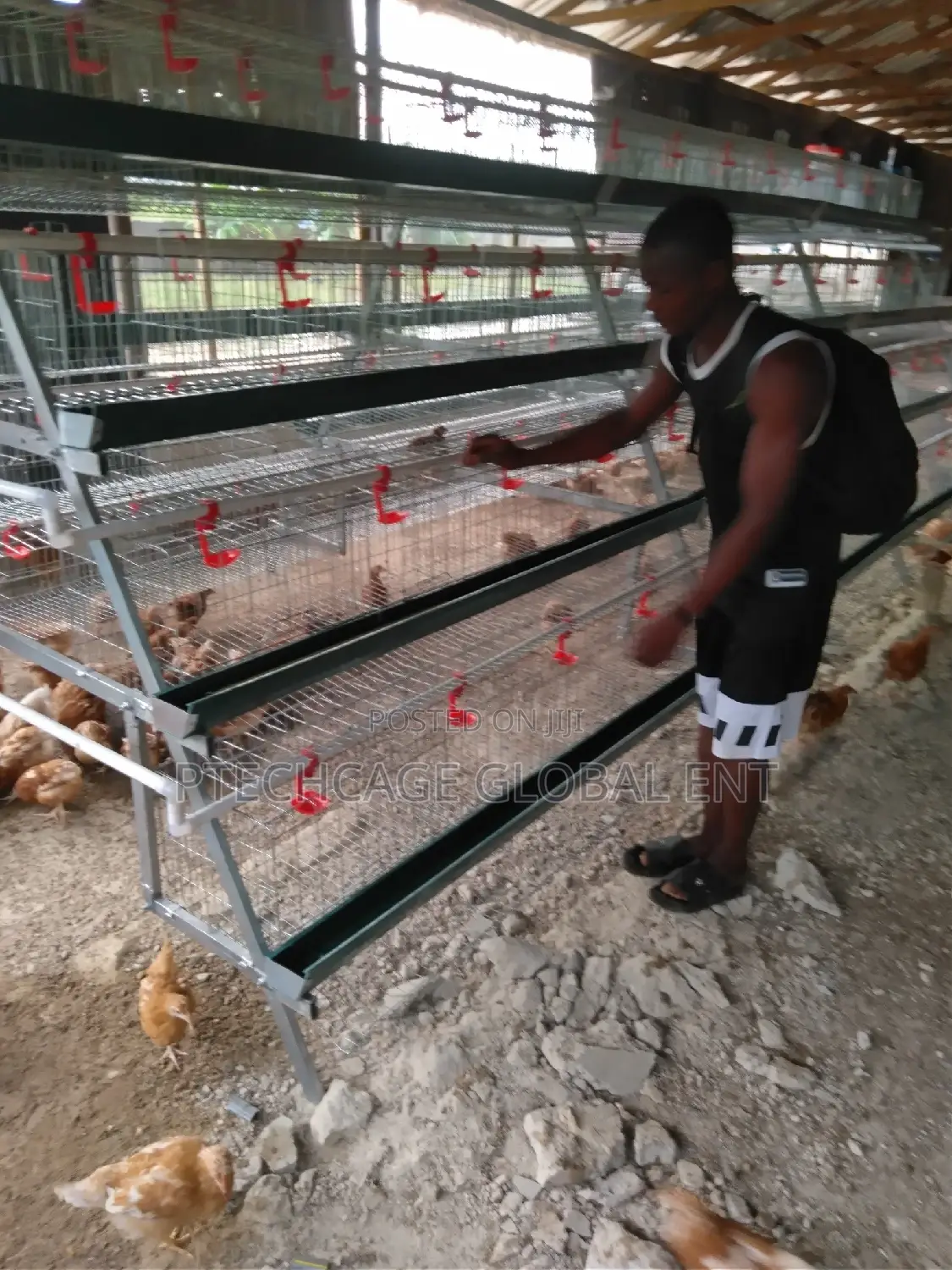 Foreign Poultry Battery Cages