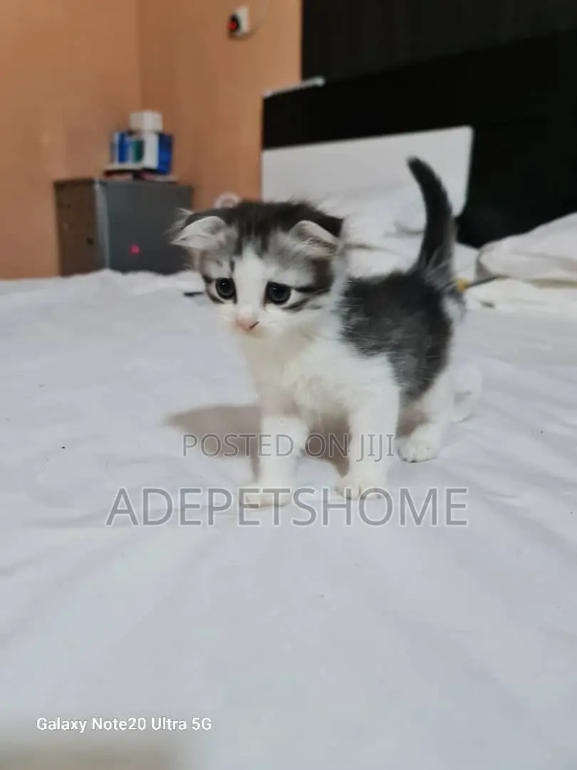 1-3 months Female Purebred Scottish Fold