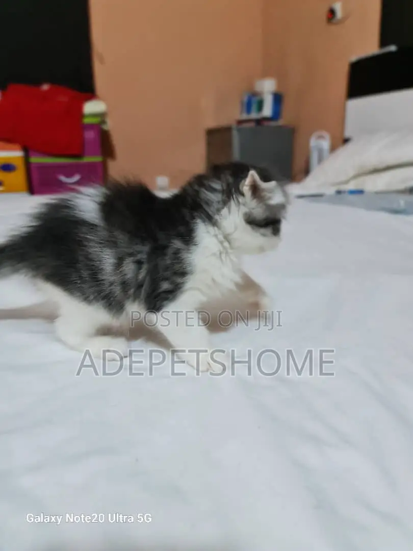 1-3 months Female Purebred Scottish Fold