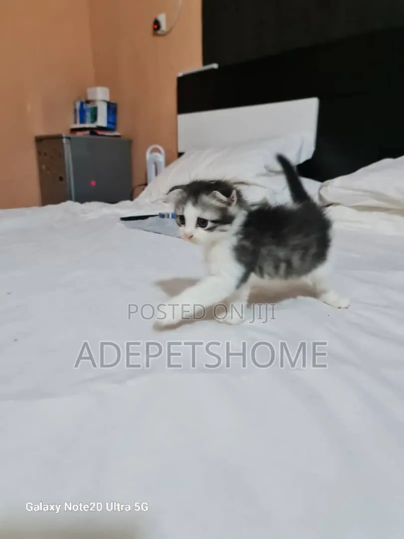 1-3 months Female Purebred Scottish Fold