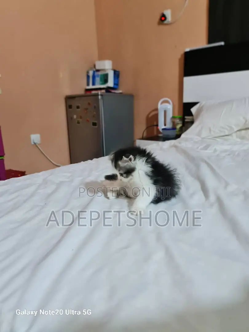 1-3 months Female Purebred Scottish Fold