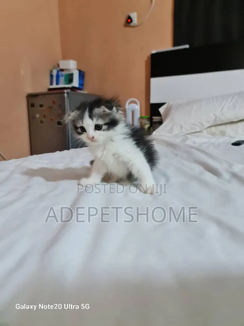 1-3 months Female Purebred Scottish Fold