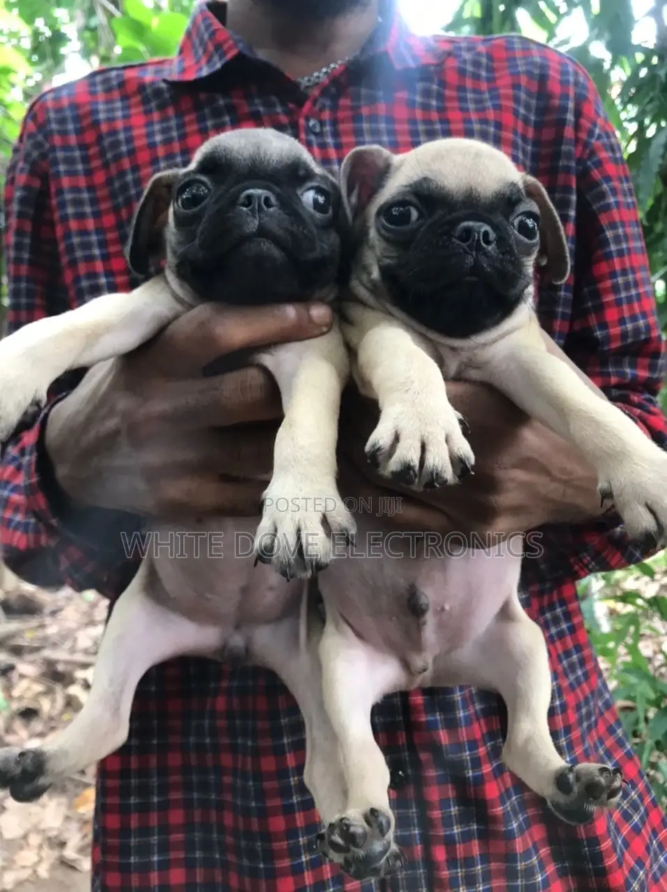 1-3 months Female Purebred Pug