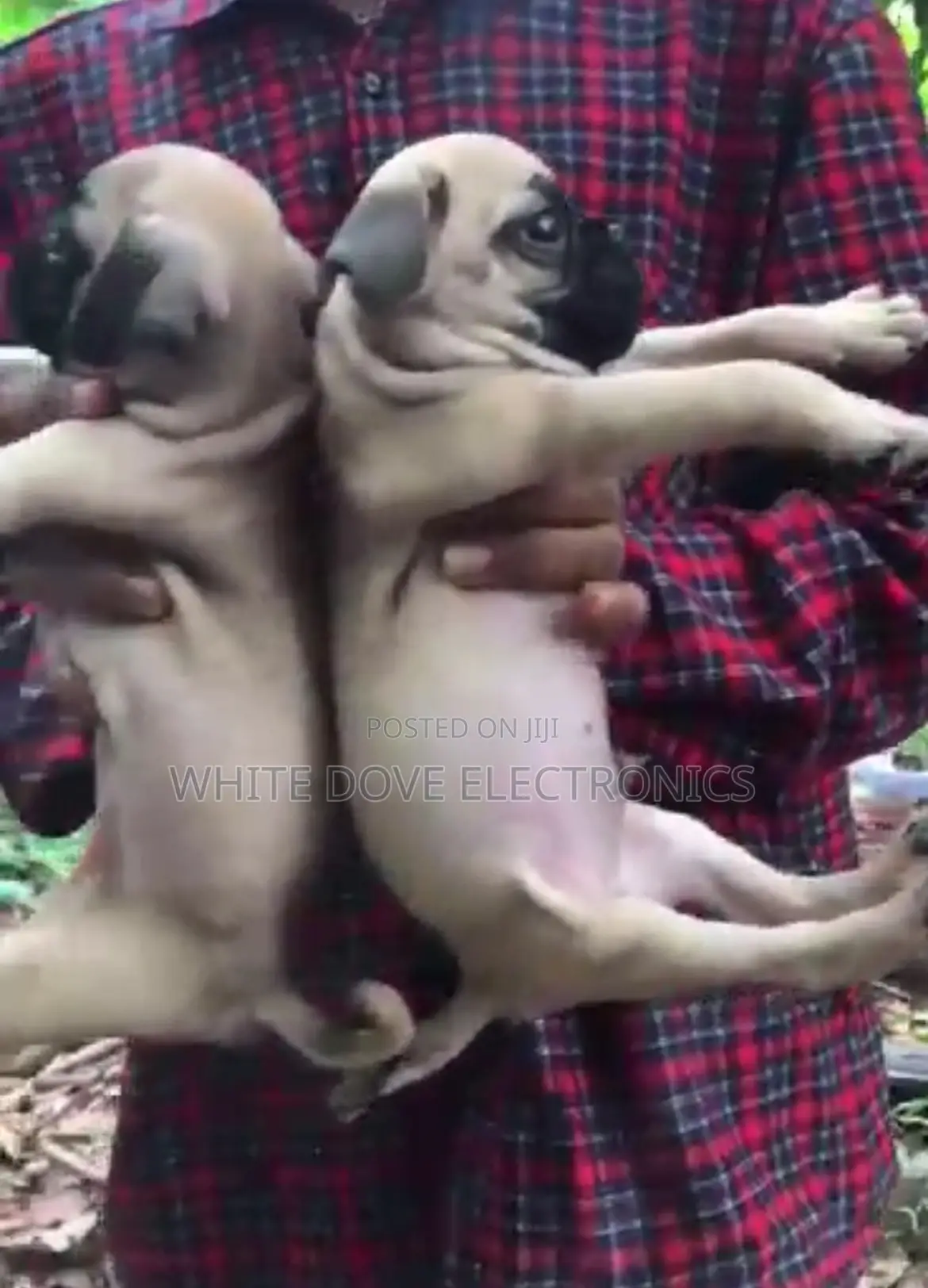 1-3 months Male Purebred Pug