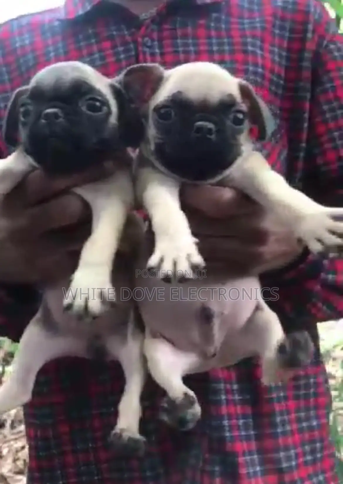 1-3 months Male Purebred Pug