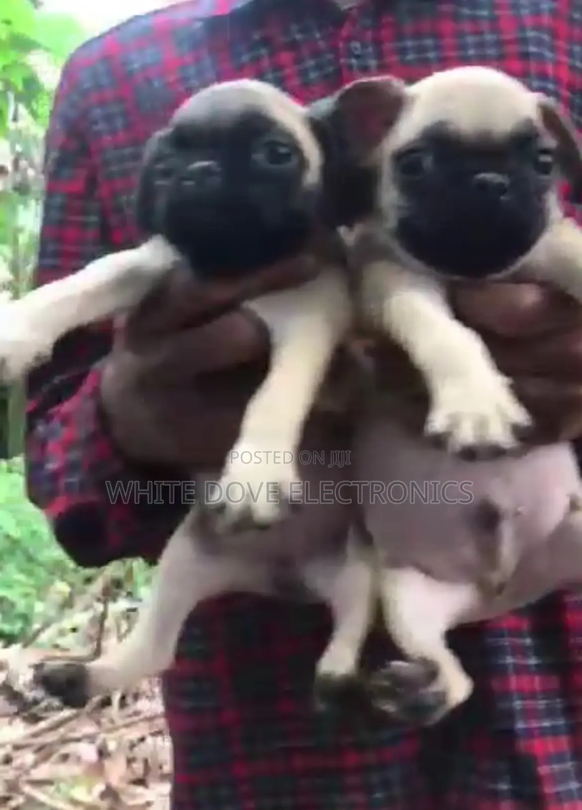 1-3 months Male Purebred Pug