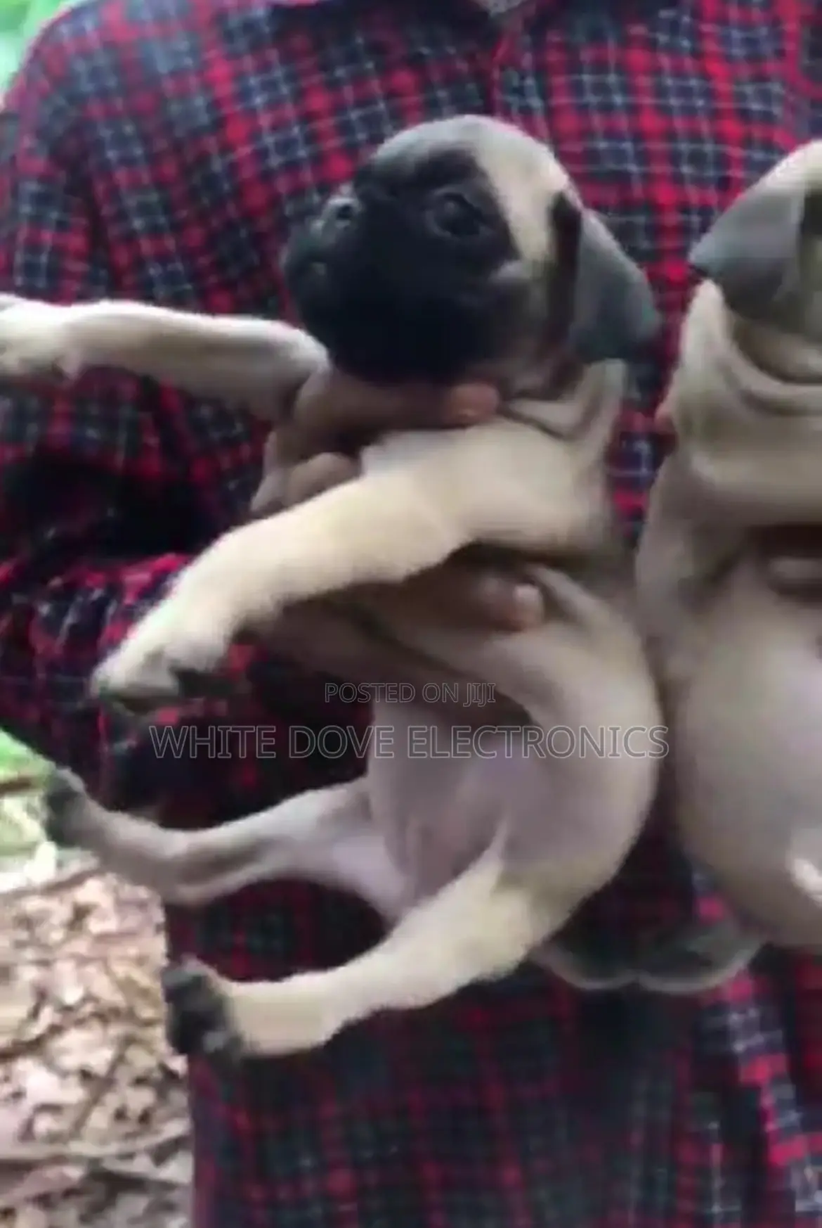 1-3 months Male Purebred Pug