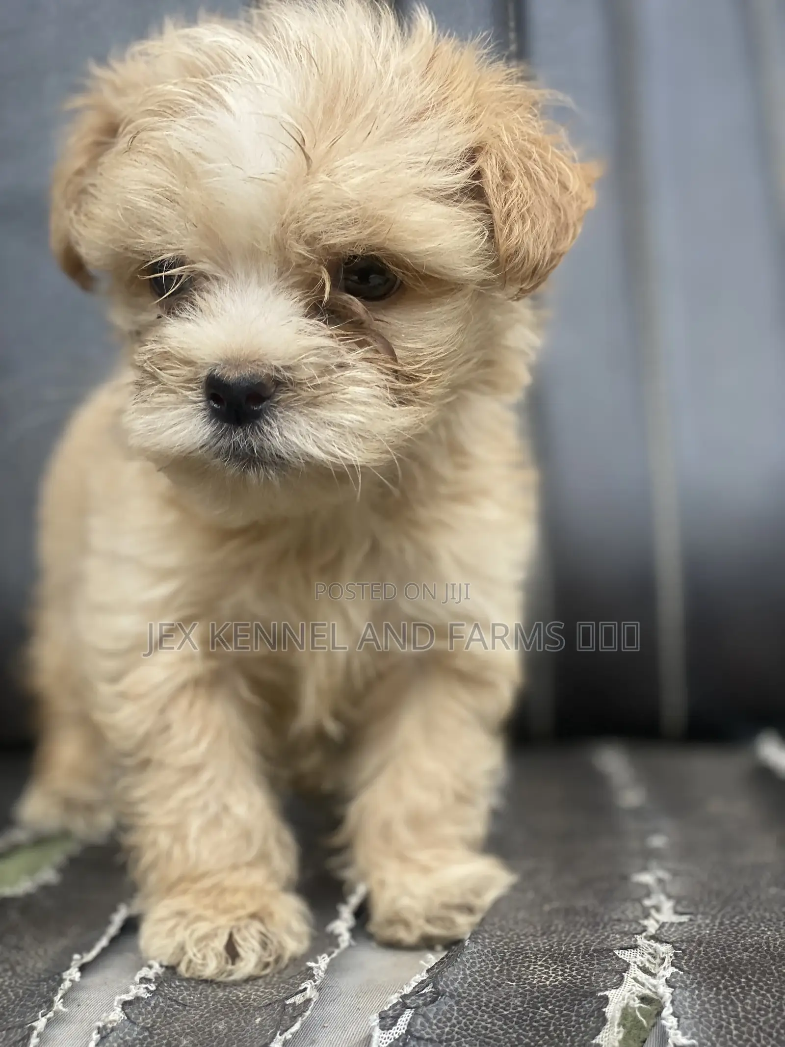 1-3 months Male Purebred Lhasa Apso