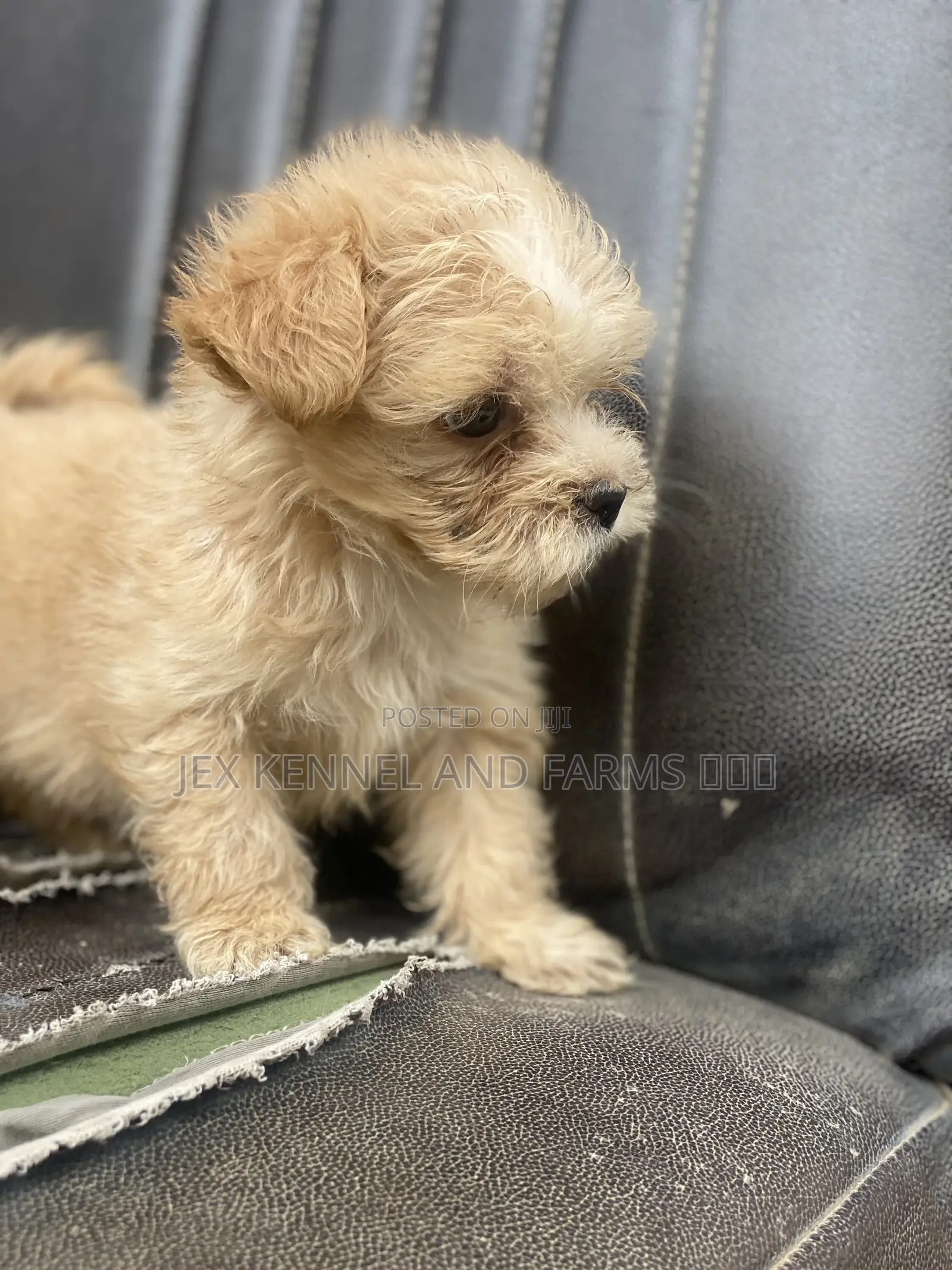 1-3 months Male Purebred Lhasa Apso