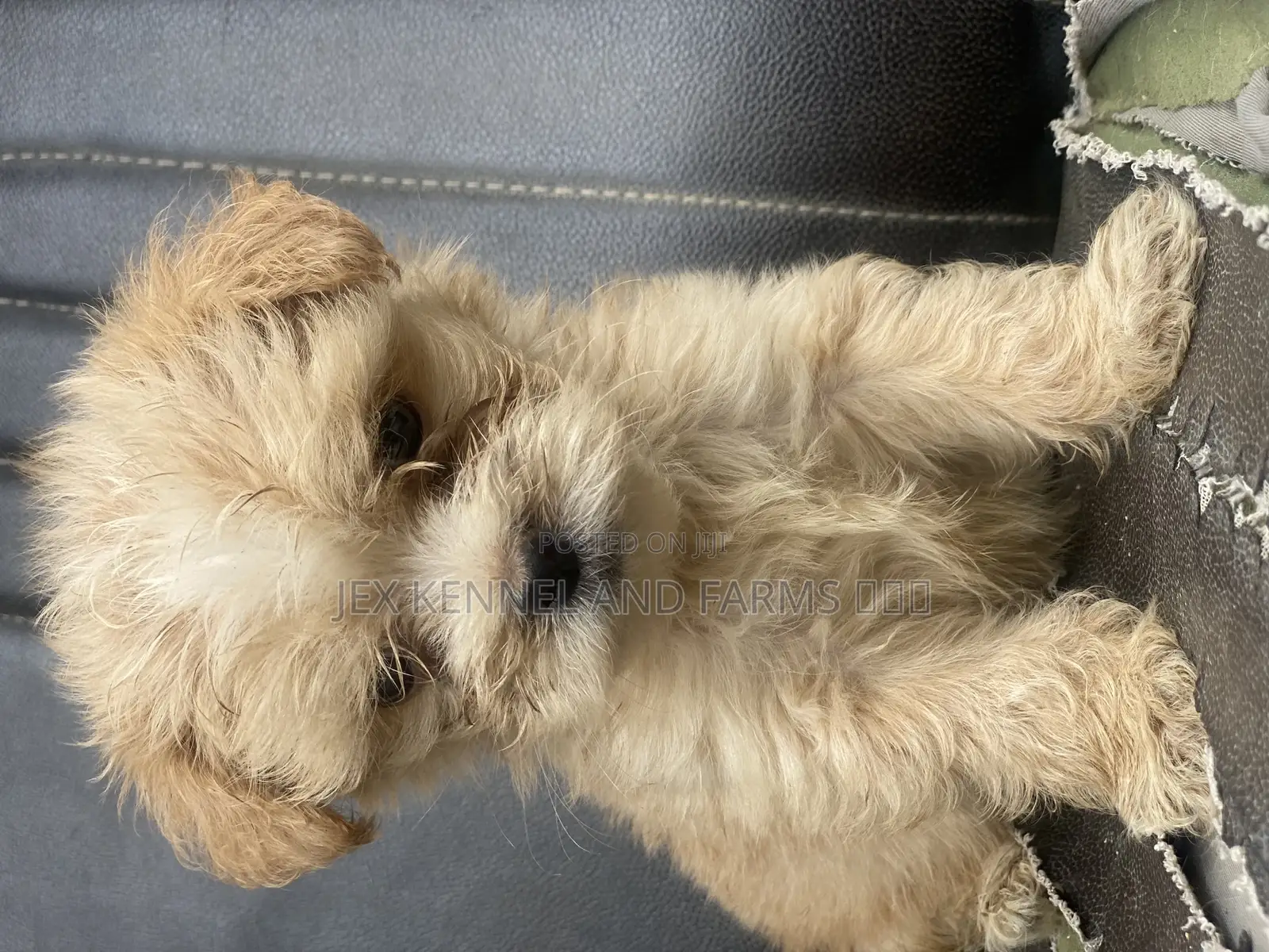 1-3 months Male Purebred Lhasa Apso