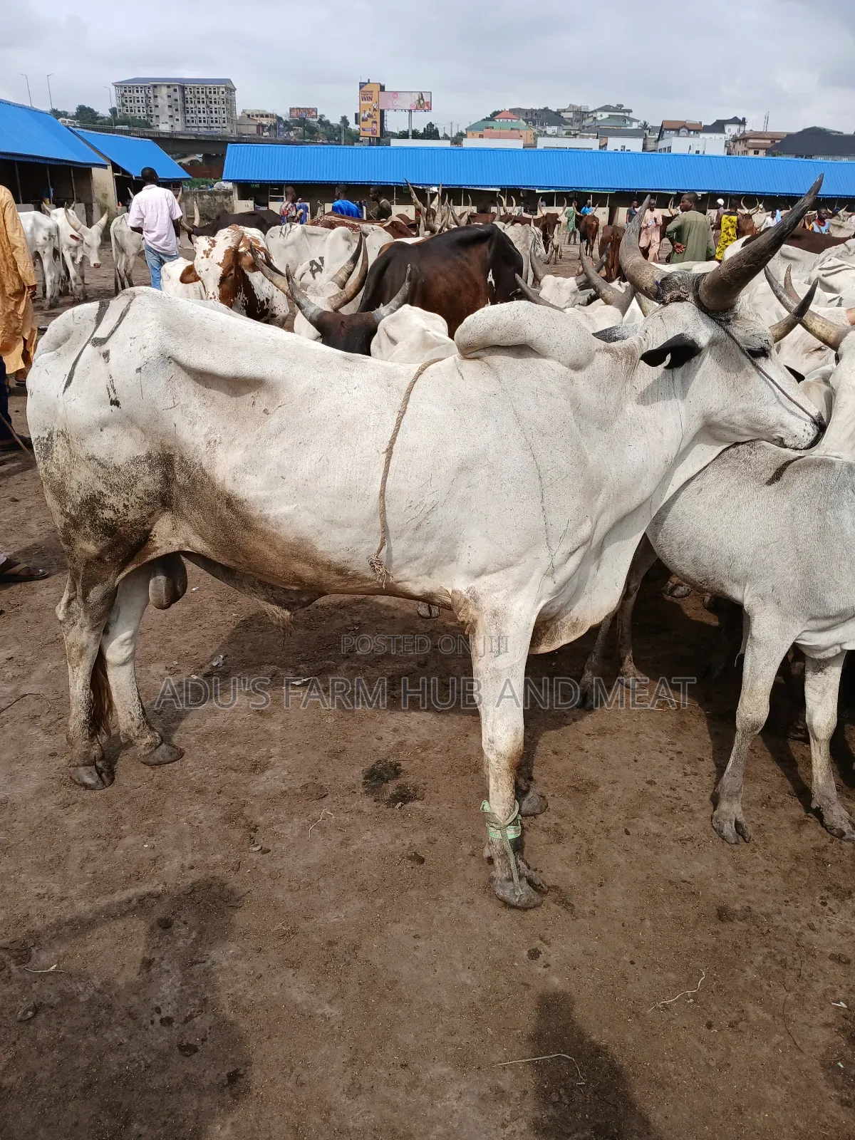 Giant, Healthy and Fleshy Cows