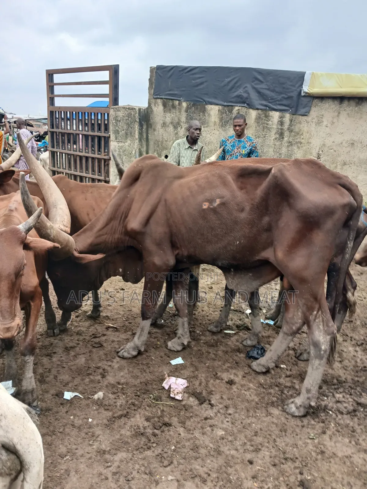 Giant, Healthy and Fleshy Cows