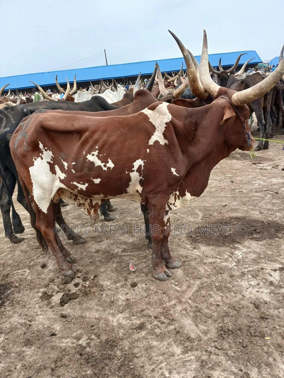 Giant, Healthy and Fleshy Cows