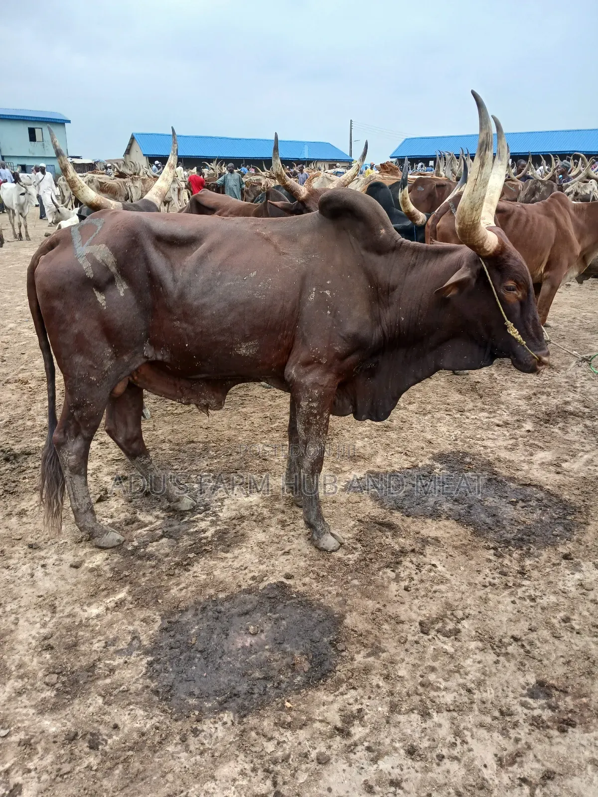 Giant, Healthy and Fleshy Cows