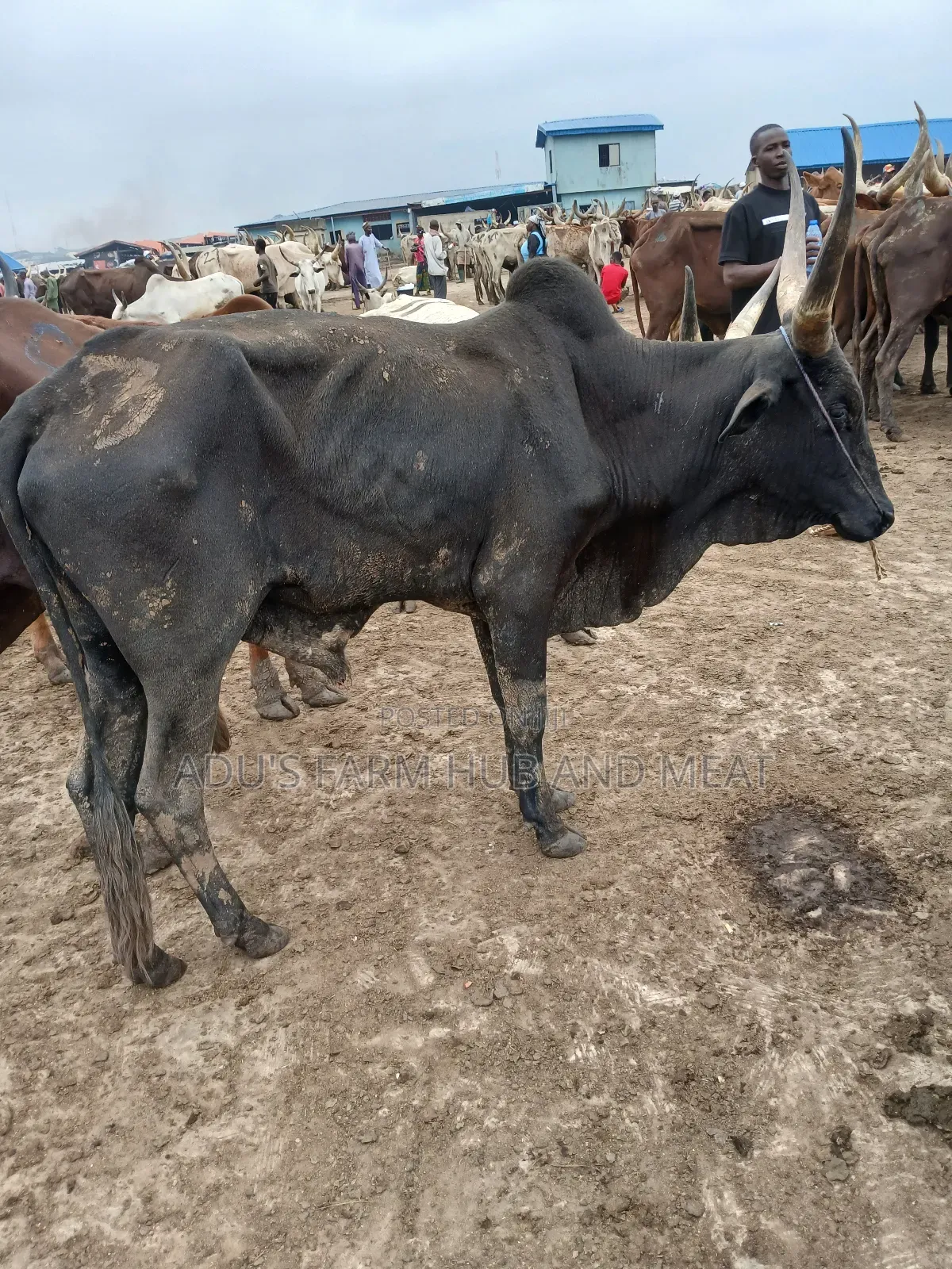 Giant, Healthy and Fleshy Cows