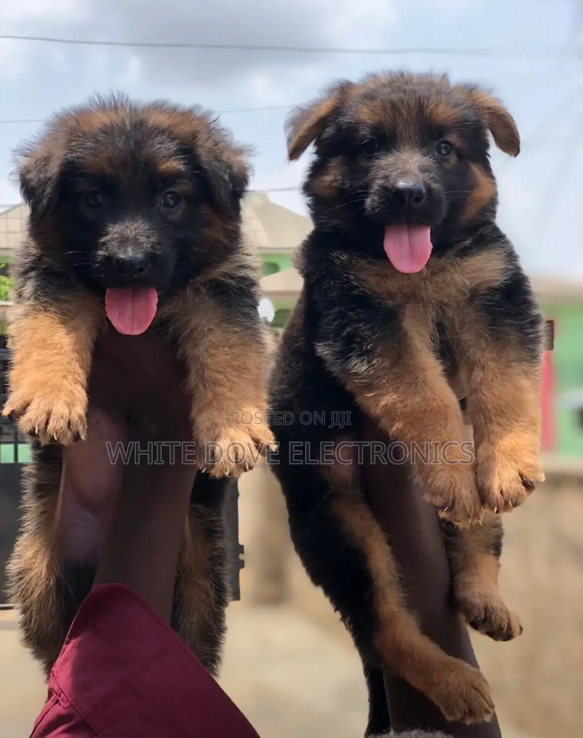 1-3 months Female Purebred German Shepherd
