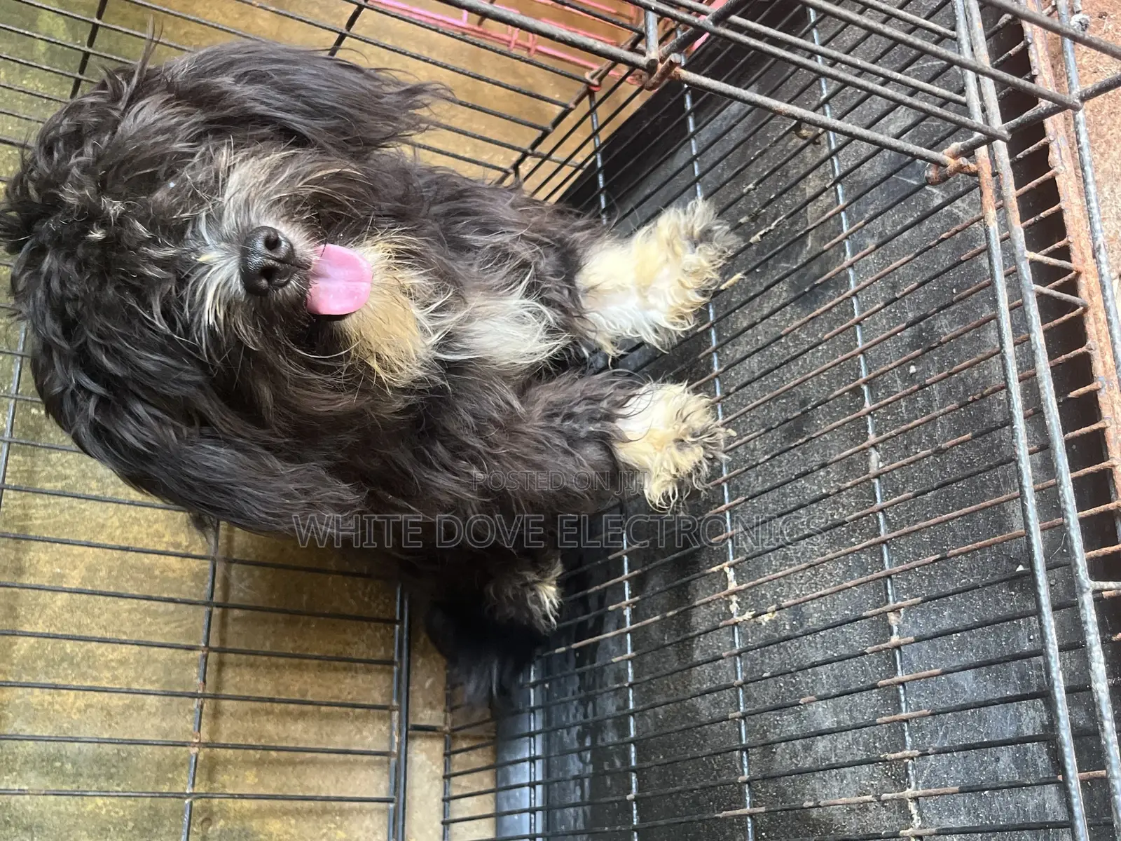 3-6 months Male Purebred Lhasa Apso