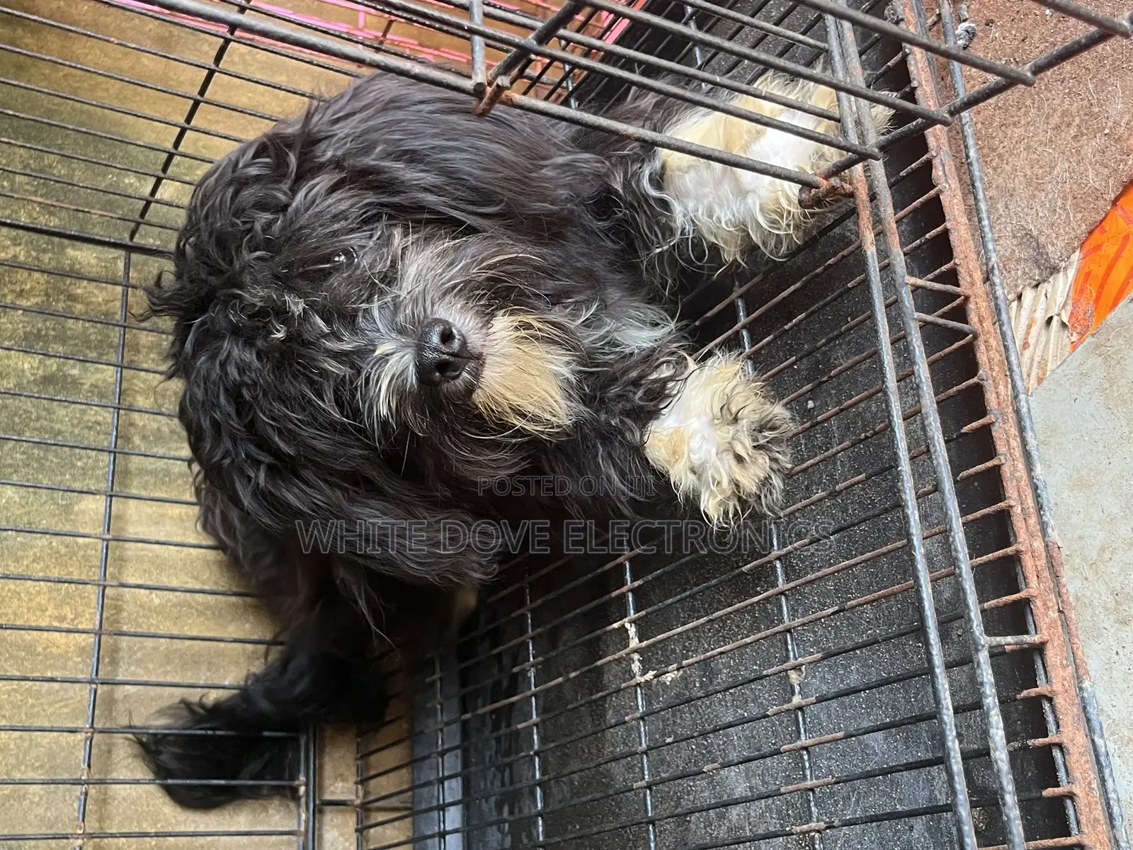 3-6 months Male Purebred Lhasa Apso