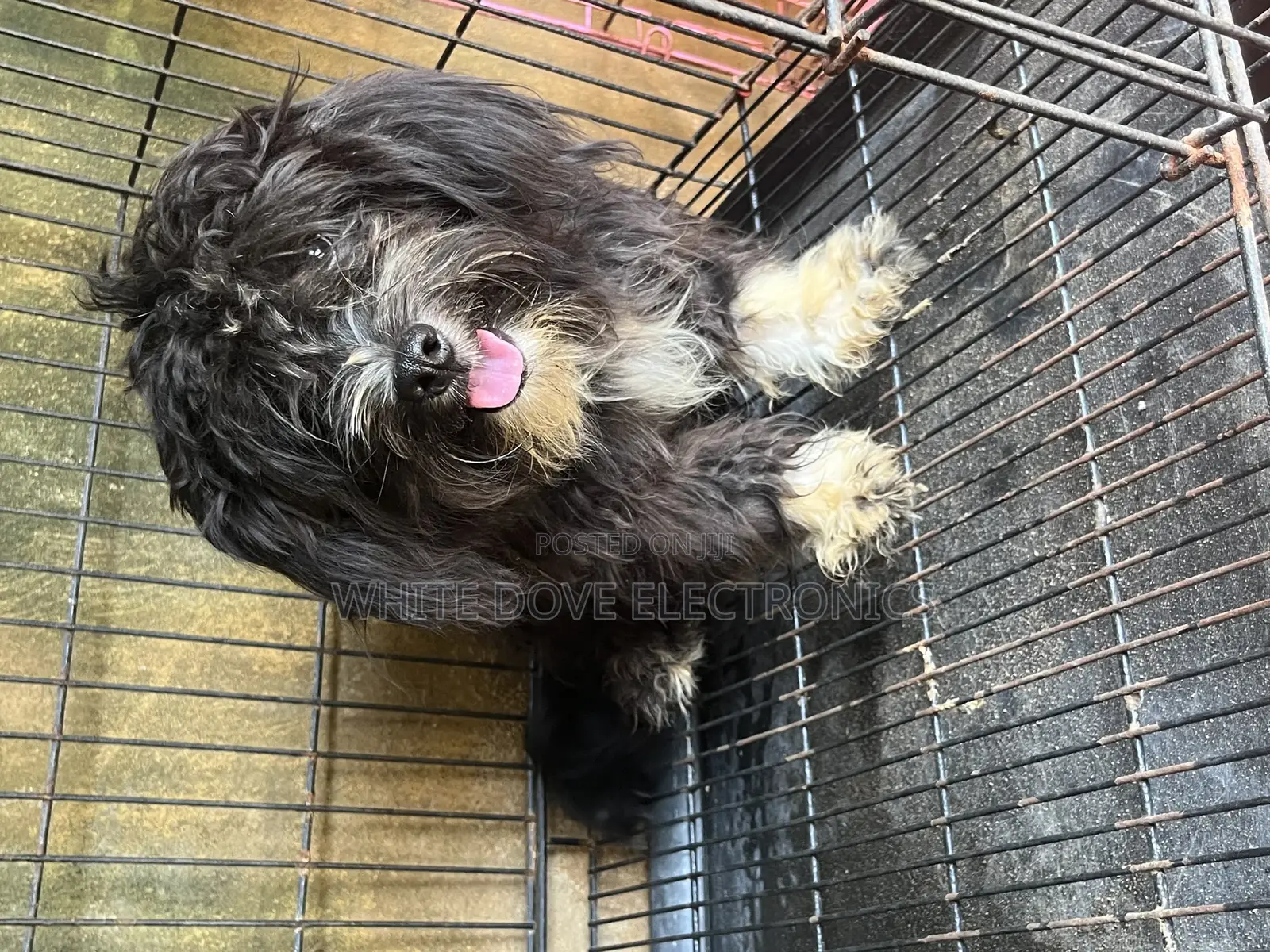3-6 months Male Purebred Lhasa Apso