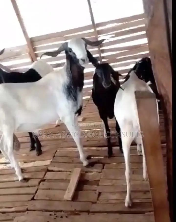 Uda Balami (Ram Sheep and Goat)
