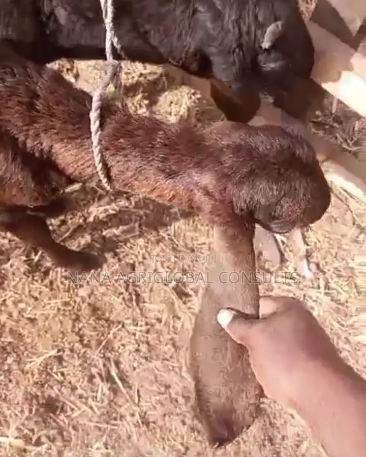 Uda Balami (Ram Sheep and Goat)