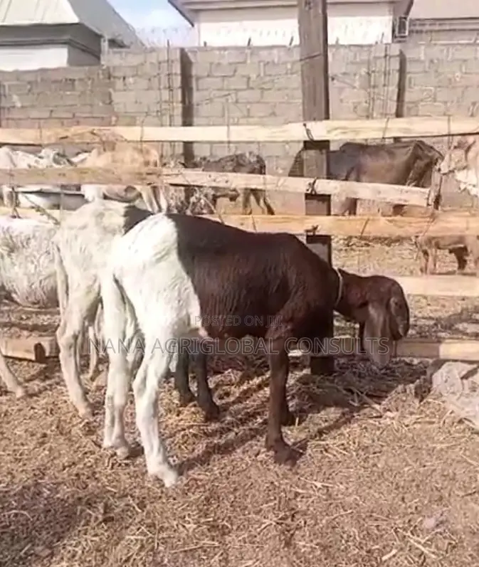 Uda Balami (Ram Sheep and Goat)