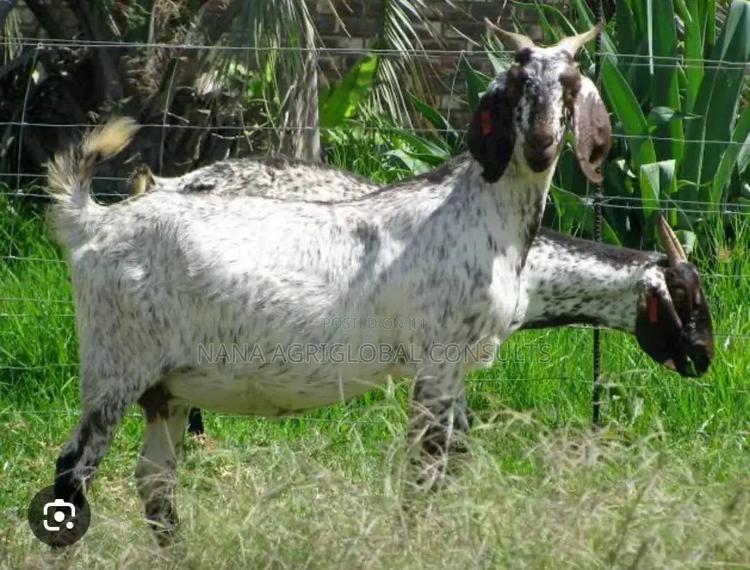 Uda Balami (Ram Sheep and Goat)